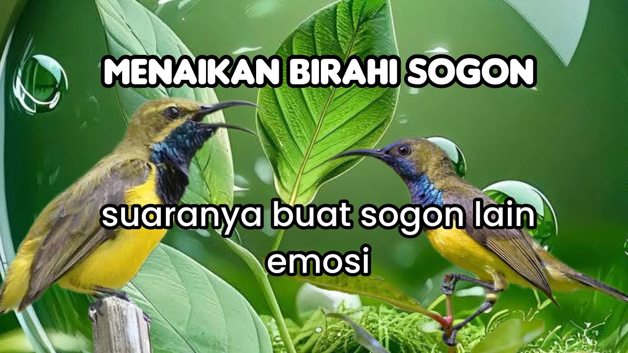 SOGON PANCINGAN BUNYI AMPUH