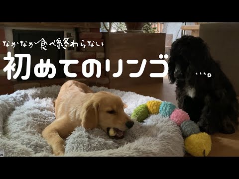 初めてのリンゴを慎重に食べる大型犬子犬