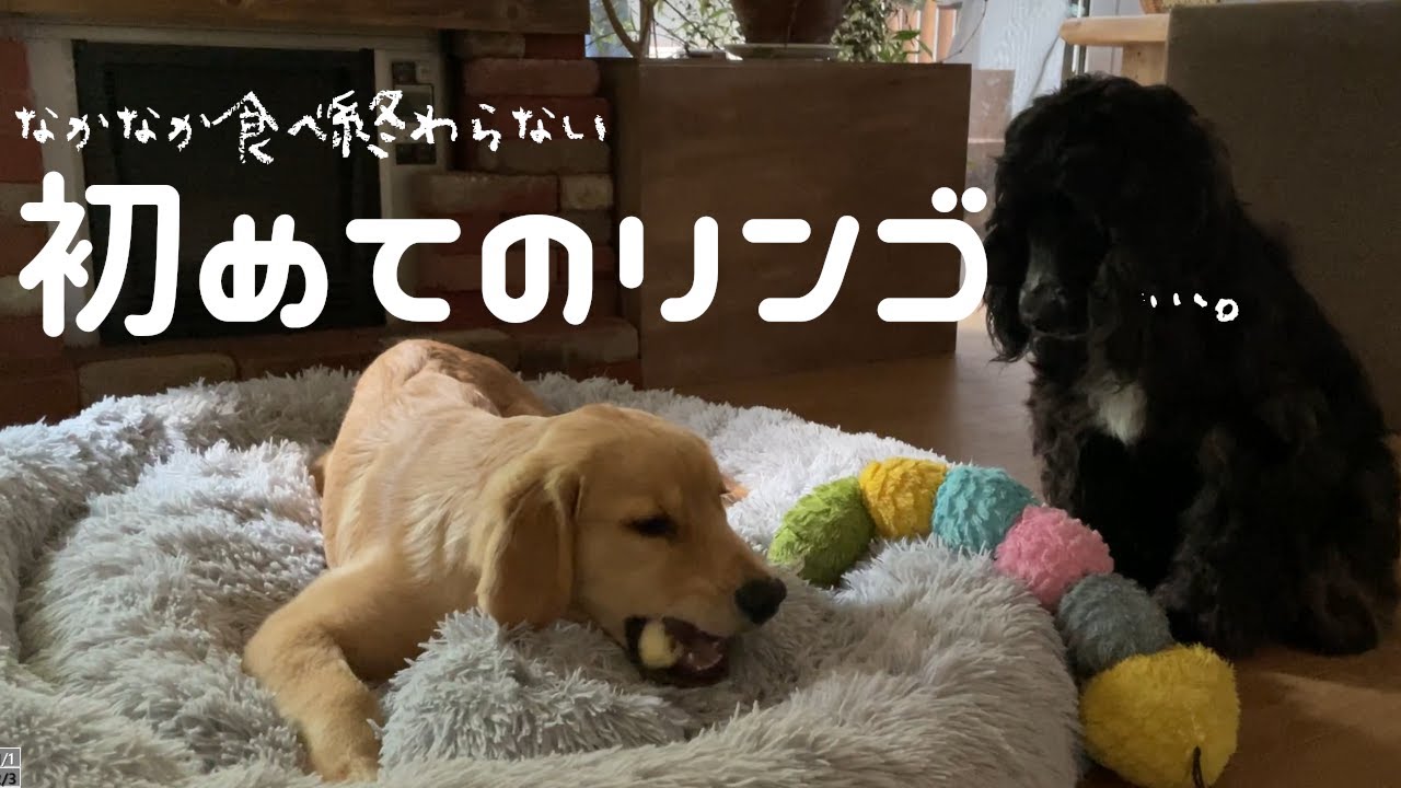 初めてのリンゴを慎重に食べる大型犬子犬 Youtube 初めてのリンゴを慎重に食べる大型犬子犬 Youtube