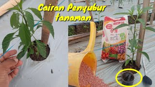 Pupuk Cabe Super Komplit Masa Vegetatif