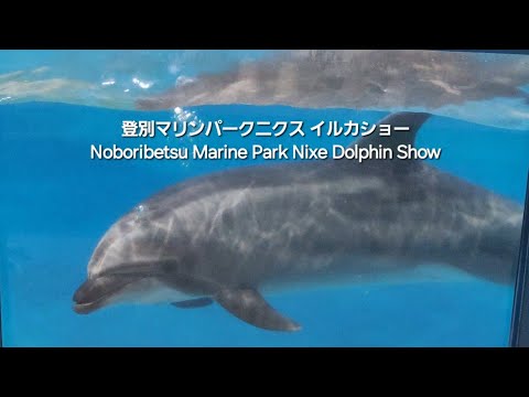 バイオ+JWT(イルカ) 再販】スカイネット 立体パズル 4D VISION 動物解剖 No.07