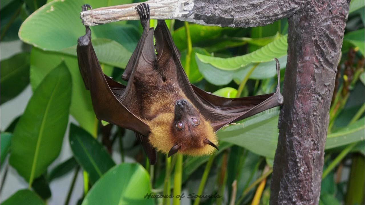 Cri de la chauve souris le grincement YouTube