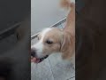 #animal #fofinho #viral 🐶