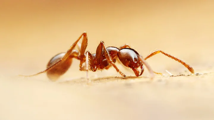 Deadliest- Ants Army Eat Everything