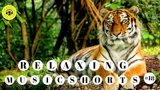 TIGER VIDEO | LEOPARD | BACKGROUND MUSIC | RELAXING MUSIC #SHORTS 2021 [23 March 2021] screenshot 5