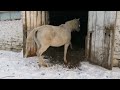 лошади мороз - 30. перегнали в другой загон