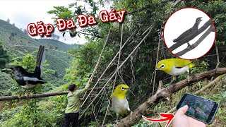 Đi Kiếm Mồi Choè Gặp Đàn Khuyên Cực Hăng | Dân Tộc Tây Bắc Tv 