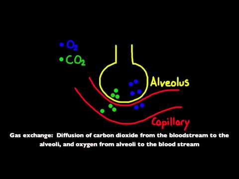 6.4.1 Distinguish between ventilation, gas exchange and cell respiration