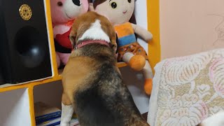 Beagle Daily Routine 1 In Home #beagle #puppy #pets #dogs #doglover