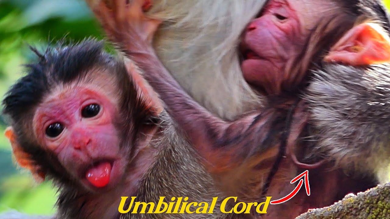 Celebrating one more newborn baby monkey of the first young mom Button, new baby very cutest