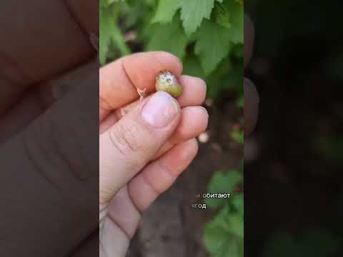кто ест урожай