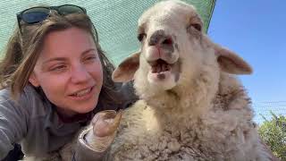Rehabilitating Yuki | The rescue sheep with angular limb deformity