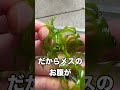 【閲覧注意】アカハライモリの産卵が神秘的