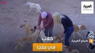 صباح العربية | ألف كلب في ملجأ واحد.. سيدة أجنبية أنقذت كلاب الأردن