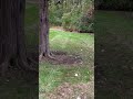 #lawncare