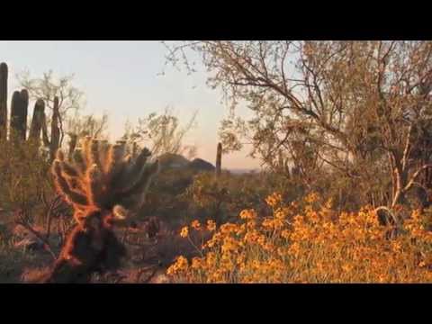 Vidéo: Quelles sont les caractéristiques du désert de Sonora ?