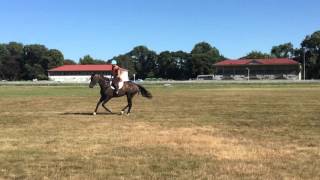 Nemo - canter left rein