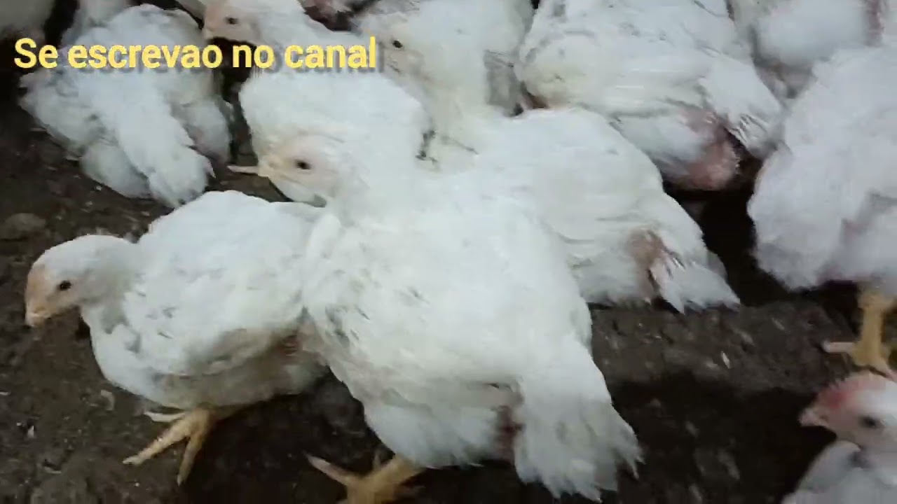 lá se vão como estanquei a passagem de ração