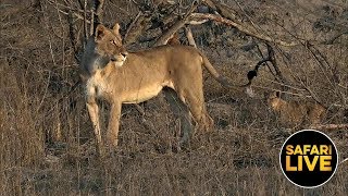 safariLIVE - Sunset Safari - October 02, 2019