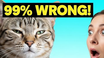 Why 99% of Cat Owners Misunderstand Slow Blinks?