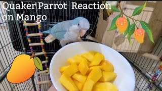 Quaker Parrot Reaction on Mango | Parrot Eating Food by Birds TV 4U 213 views 4 days ago 2 minutes, 31 seconds