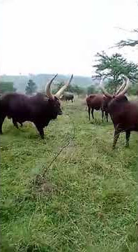 Ankore bulls fight