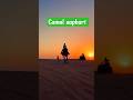 CAMEL SAFARI THAR DESERT Jaisalmer Rajasthan India best tourist place