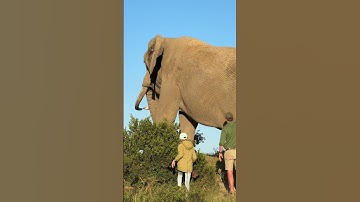 This enormous bull elephant towers over me - yet he is so careful  and gently moves away! 🐘🙌🏻 #reels
