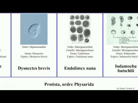 Protista، ordre Physarida nana brevis fragilis Dictyostelium fusiformis Endolimex Leocarpus Vital