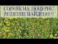 СОРНЯК на ЛЮЦЕРНЕ! РЕШЕНИЕ НАЙДЕНО!