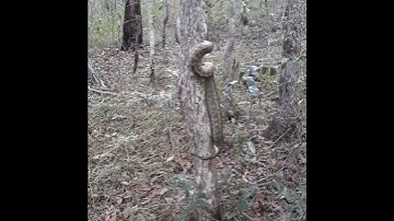 Snake climbing a tree #snake #climbing #shorts