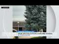 Bear spotted outside Northern Colorado school ready to head back to class