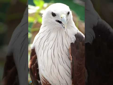 النسر الأبيض