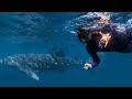 Ultimate whale shark dive in Australia - Perfect day! - Ep 90