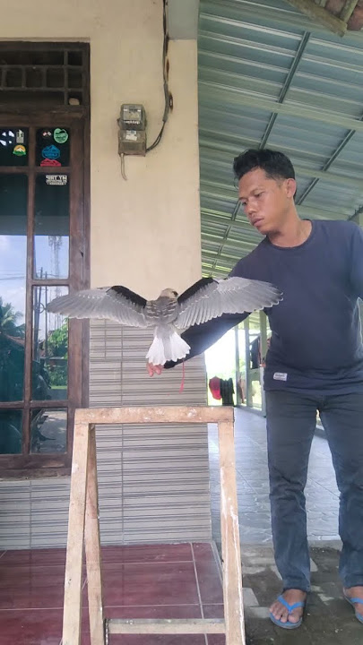 peroses ngajarin burung alap alap terbang