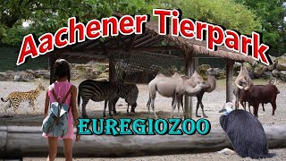 Euregiozoo, The Beautiful Zoo from Aachen, Germany 2023