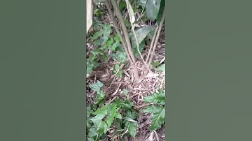 sâm cau đỏ ngâm rượu...