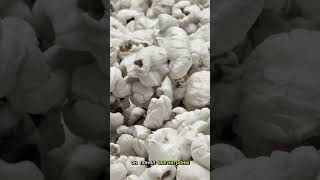 Как шоколадка в кармане изменила мир!#shorts #какэтосделано #открытия #интересно
