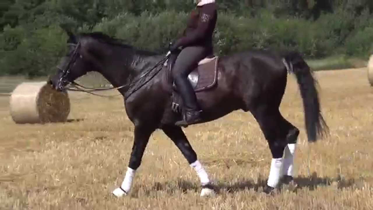 our-best-dressage-horses-trained-by-our-riders-youtube