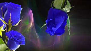 Футаж для текста Розы голубые. Background  Blue roses
