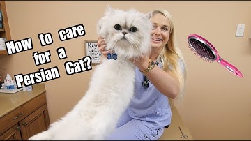 How To Care for a Persian Cat?