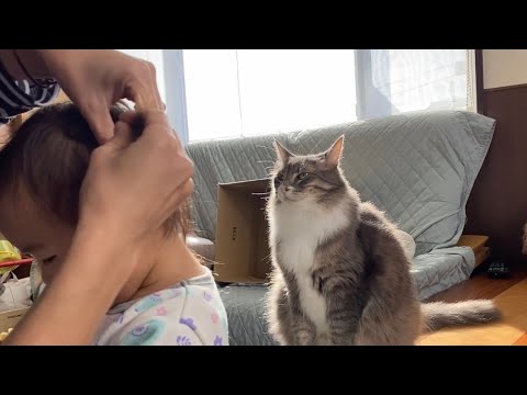 おめかしする娘をじっと見つめる猫 ノルウェージャンフォレストキャット A Cat Staring At My Daughter Who Sets Her Hair Youtube