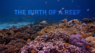The Birth of a Reef |  Coral Spawning Documentary