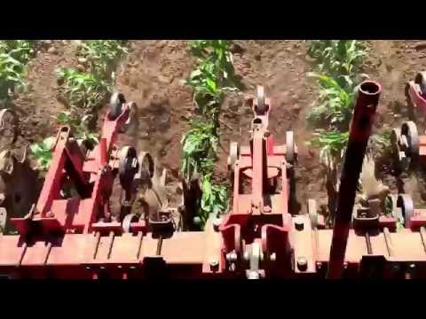 Video: Pragtige Sorghum Plantluis