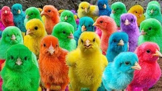 World Cute Chickens, Colorful Chickens, Rainbows Chickens, Cute Ducks, Eggs, Rabbits,Cute Animals🐤🦆🥚
