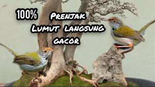 DIJAMIN 100% PRENJAK LUMUT LANGSUNG GACOR