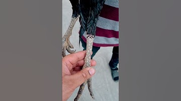 8 month old young rooster #ytshorts #aseelmurga #viral #viralvideo #shorts