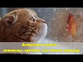 Депрессия у кошек — симптомы, причины, как помочь питомцу  Depression in cats