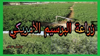 زراعة البرسيم الأمريكي | بالمياه المالحة|كميةالبذور  للشرب | الاسعار | الكويت | الوفرة