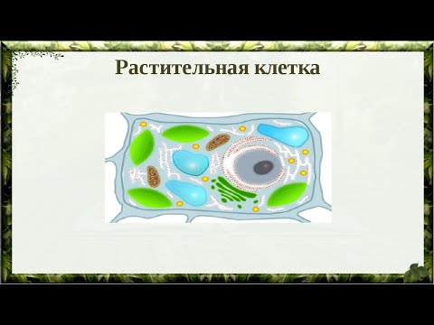 Макет клетки по биологии своими руками из поролона